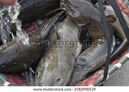 Similar – Image, Stock Photo Freshly Caught Catfish on a Ceramic Plate on an old Wooden Boardwalk