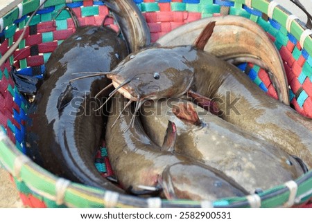 Similar – Image, Stock Photo Freshly Caught Catfish on a Ceramic Plate on an old Wooden Boardwalk