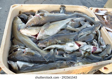 Freshly caught cod