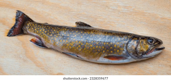 Freshly caught colorful brook trout that was landed in Maine