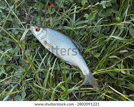 Freshly caught common roach (Rutilus rutilus) fish with distinctive red eye lying in green grass and clover close up.