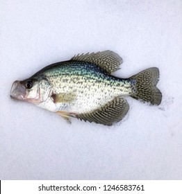 Freshly caught Crappie laying on the ice of a frozen lake