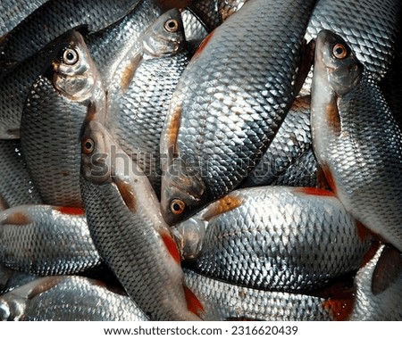 freshly caught crucian carp close-up.  side view.  fishing catch . kitchen food . freshwater fish