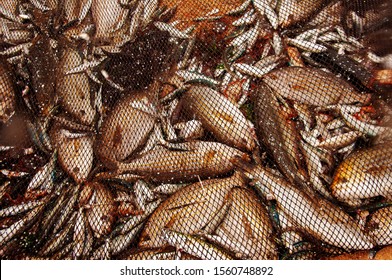  Freshly Caught Fish  In The Atlantic Ocean, Portugal. Wild Fish In A Fishing Net. Selective Focus And Top View Backgraund. 