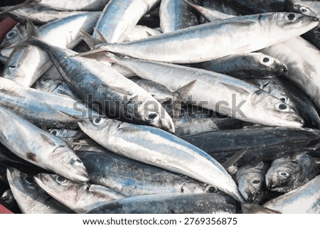 Freshly caught fish displayed in multiple plastic buckets at a traditional fish market. The image shows abundance of small pelagic fish, likely mackerel or scad, arranged in red and green containers. Captured in a coastal fisheries environment, this scene represents local seafood supply, fishing industry, and market distribution in Indonesia.
