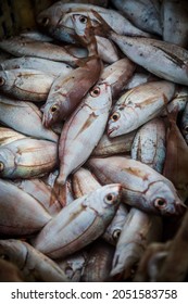 Freshly Caught Fish On A Fishing Vessel