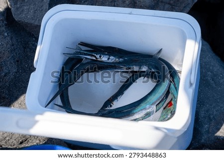 Freshly caught fish placed inside white cooler box under bright outdoor daylight near coastal area.