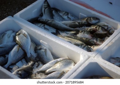 Freshly Caught Fish In A Plastic Box On The Market