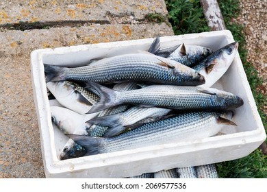 Freshly Caught Fish In A Transport Box