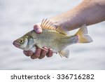 A freshly caught freshwater drum fish in lake Erie, Ontario, Canada.