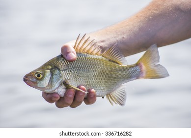 A Freshly Caught Freshwater Drum Fish In Lake Erie, Ontario, Canada.