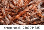 freshly caught Galician shrimp or common prawn (Palaemon serratus) - highly valued seafood from northern Spain