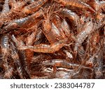 freshly caught Galician shrimp or common prawn (Palaemon serratus) - highly valued seafood from northern Spain
