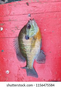 A Freshly Caught Green Sunfish 