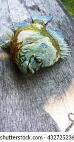 Freshly Caught Green Sunfish. 