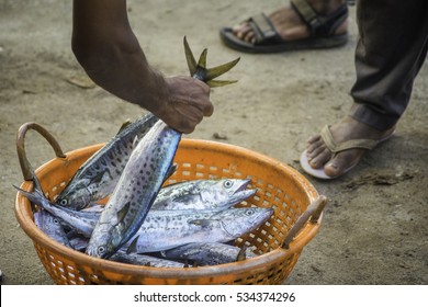 Freshly Caught King Fish At Fort Kochi Beach Auction, India