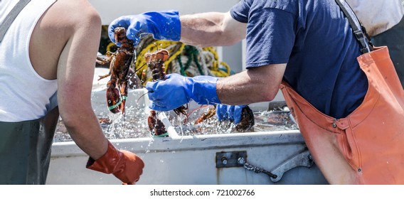 Black Lobster Shrimp 4 pack Sea-Sheller for Crab