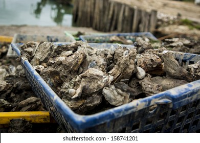 Freshly caught Oysters