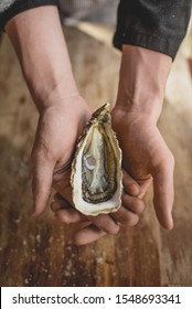 Freshly caught sea oysters, on a wooden background oysters, in the hands of open oysters, in the hands of a cook open oysters