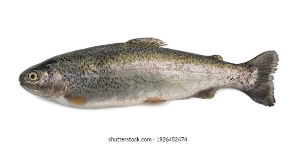 freshly caught trout isolated on white background