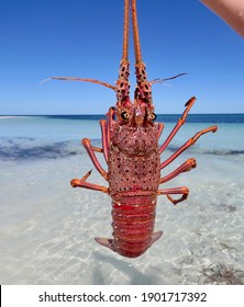 A Freshly Caught Western Australian Rock Lobster Also Known As A Crayfish 