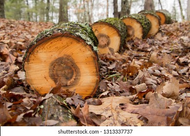 Freshly Chopped Hickory Tree Laying In A Pattern On Leaves In The Fall.