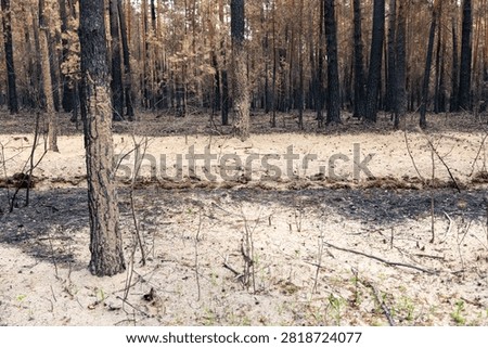 A freshly constructed sandy firebreak divides burned woodland from protected ground, illustrating emergency wildfire containment measures and the first signs of forest recovery.