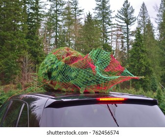 A Freshly Cut Christmas Tree On A Farm In Washington State Now Wrapped By A Baler In Red And Green Netting Lies Flat On Top Of A Car With Evergreen Trees In The Background.