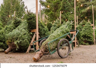 Freshly Cut Christmas Trees Ready to Be Decorated