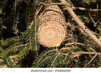 Freshly cut conifer tree with numerous resin drops.
