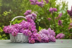 Flores De Lila Recién Cortadas. Lilac Del Jardín En Una Cesta De Mimbre.
