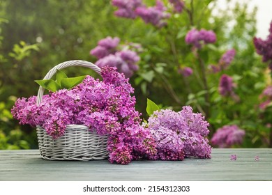 Freshly cut flowers of lilac. Lilac from the garden in wicker basket.
