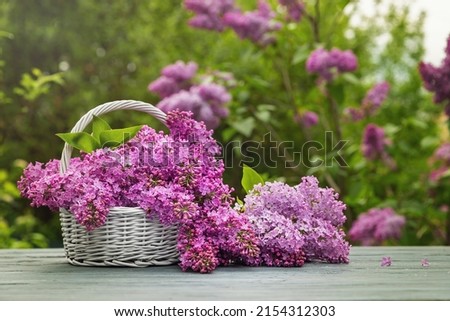Freshly cut flowers of lilac. Lilac from the garden in wicker basket.
