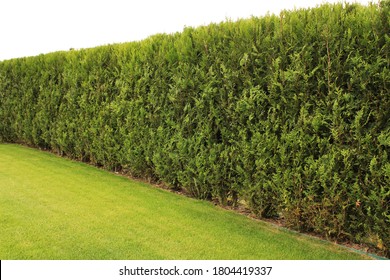 Freshly cut grass and decorative trimmed hedge in a well kept lawn. Copy or text space . Selective focus, shallow depth of field