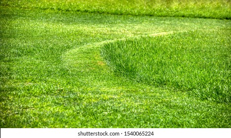 Freshly Cut Green Lawn Grass, Various Sizes