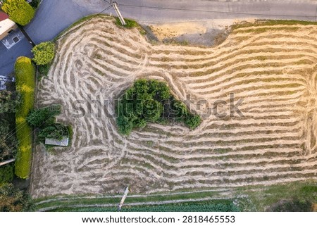 Freshly cut hay drying in windrows, creating organic textures and agricultural patterns