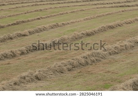 Freshly cut hay drying in windrows on a green field during harvest season