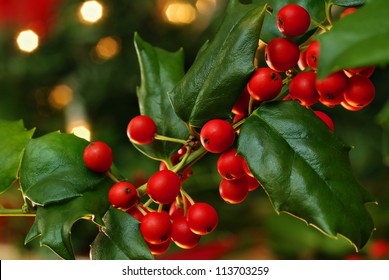 Freshly cut holly branch as holiday decor with defocused christmas tree and lights in background.  Macro with shallow dof.
