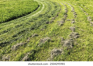 A freshly cut lawn in the park with curved lawnmower lines. The grass is green and lush, and the hay is neatly stacked in rows. - Powered by Shutterstock