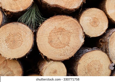 Freshly Cut Norway Pine (Pinus Resinosa)