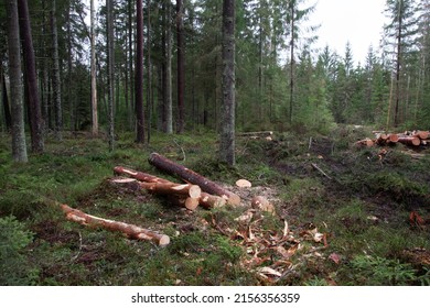Freshly cut Pine and Spruce logs on a forest floor in Estonian boreal woodland, Northern Europe	