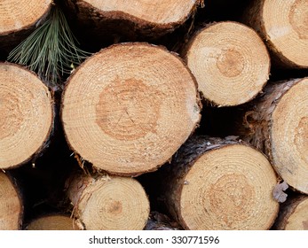 Freshly Cut Red Pine (Pinus Resinosa)