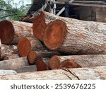 Freshly cut timber logs readay for processing