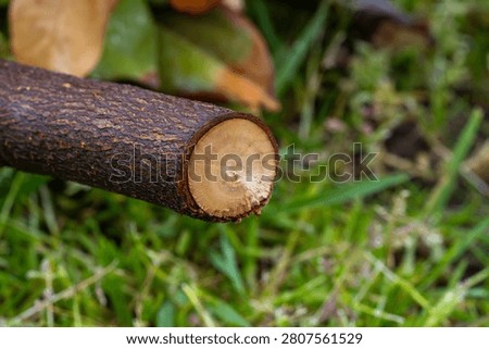 Freshly cut tree branch with visible bark and smooth wooden end. Grass and leaves in soft-focus background. Ideal for forestry, nature, or craft projects. Natural texture highlights raw wood