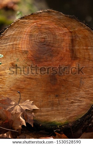 Freshly cut tree log. Natural woodenTexture closeup.