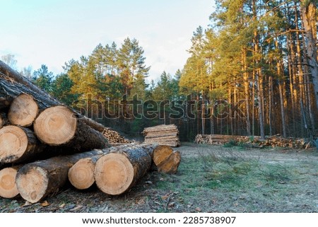 Freshly cut tree logs are stacked in the forest during sunset. Pine logs before loading and transportation. Illegal logging damages the environment. Wood harvesting woodworking industry. Felled trees