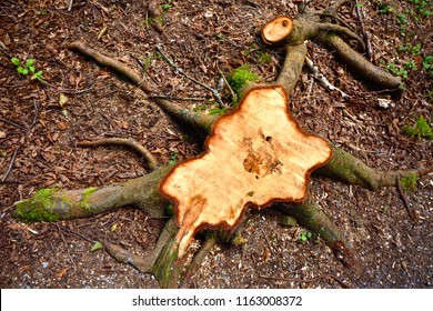 Freshly Cut Tree Stump From Above Abstract