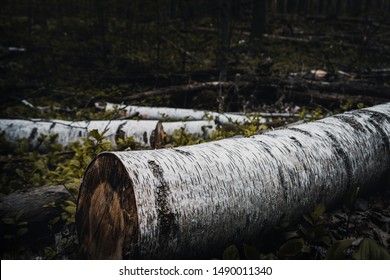 Freshly Cut Trees Laying In The Forest At Mount Nemo, Canada