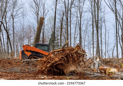 Freshly Cut Trees For Residential Construction Site In Backhoe Clearing Forest On Land Clearing