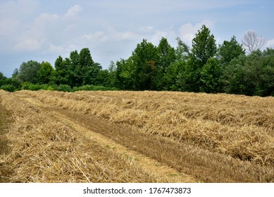 Freshly Cut Wheat Field Northern Italy